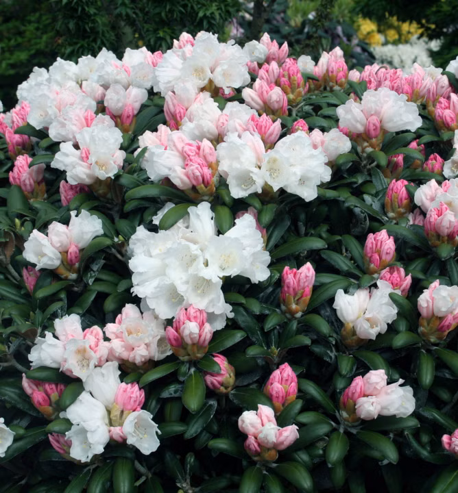 eb8aa5ffc0d189d564ed9997df10a324