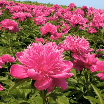 eb96b692e5b12d845333ecc579d3c258