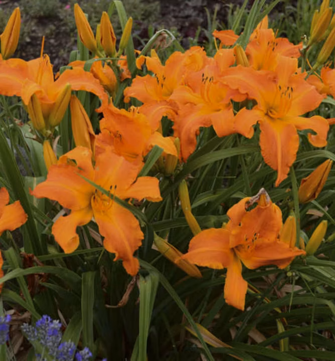 ebb1f34c64fa555baa6697d239cb8a80