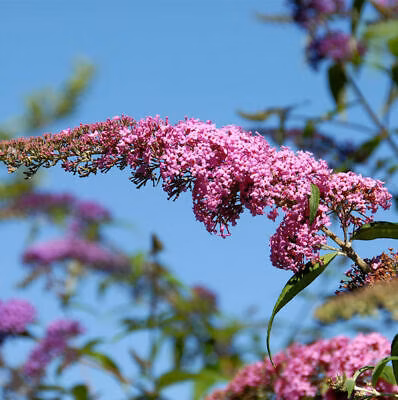 ebf8adae407700a3fc9b40b999843d1b