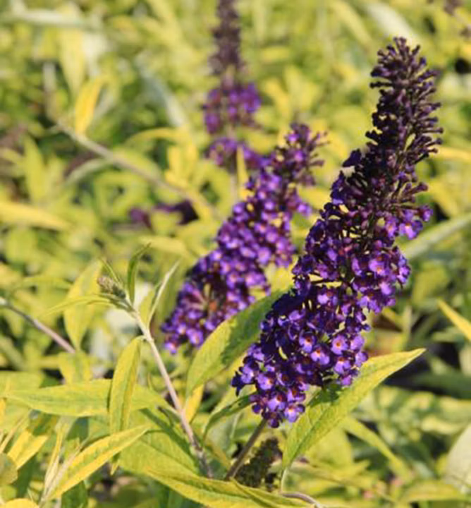 ec08447131466ac30388caefbd8d5ea8