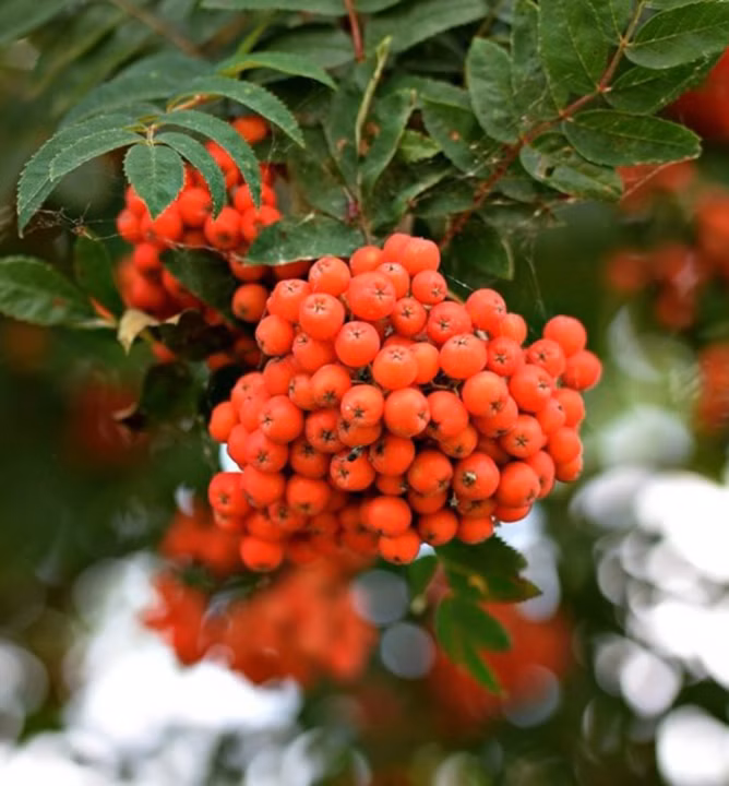 ec1dc8ab217fe5720e5724bb9a6f11e6