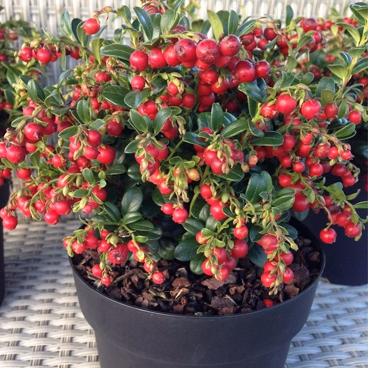 ec586dd5f35ace40a288bc93d01bf136