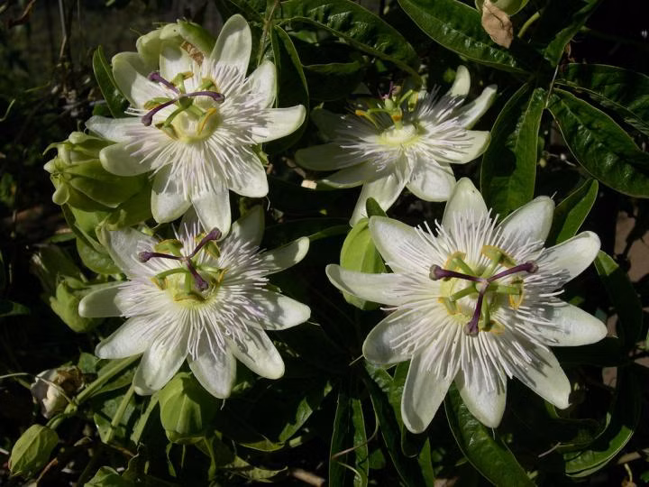 ecf297ed1a6ac48265a13a3aa3876933