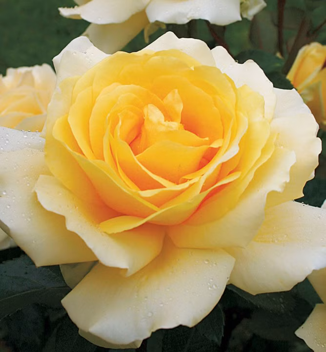 ed1d53a0d1bc53fdd1cf984edf321c88