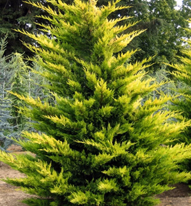 ed3962db052f59dc993fb3a0a42c5eef