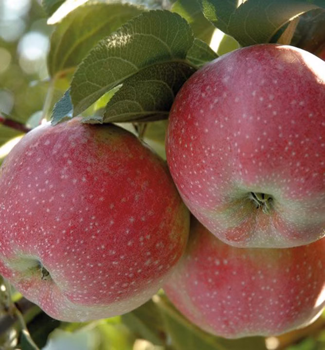 eda313fbbbcc833c32476c4c2a9de25f