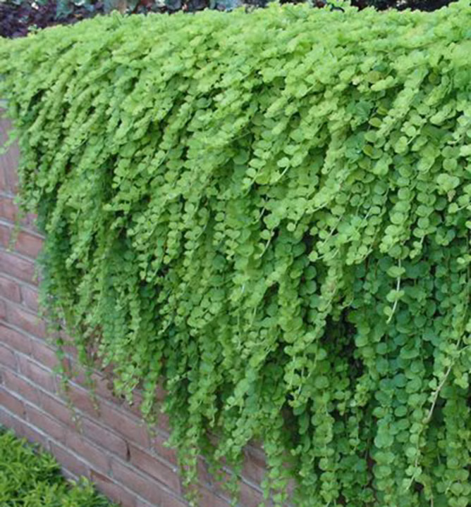 edecc710de90f608b345c931db303659