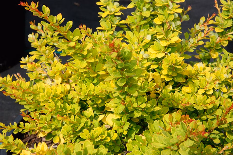 edf9b9ec3ababc491450a1b4df582095