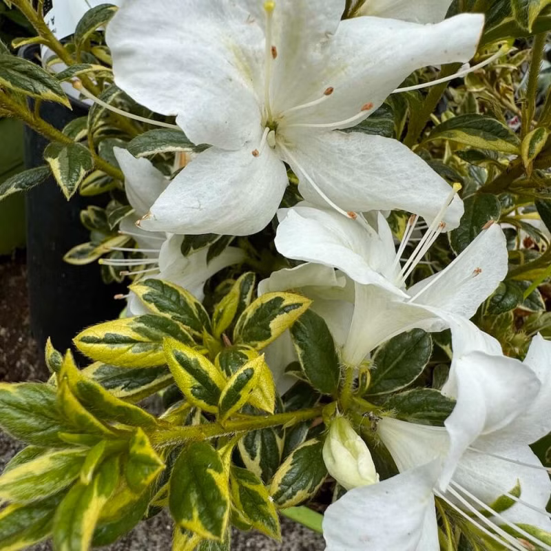 ee3000423d77440ac5e38ea3b77bfd32