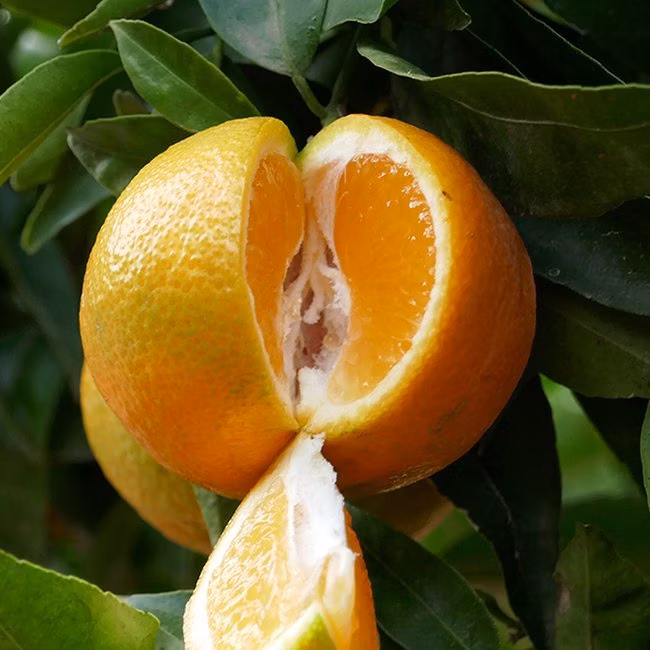 ee5afaf20addc61d26a2e99398c6a526