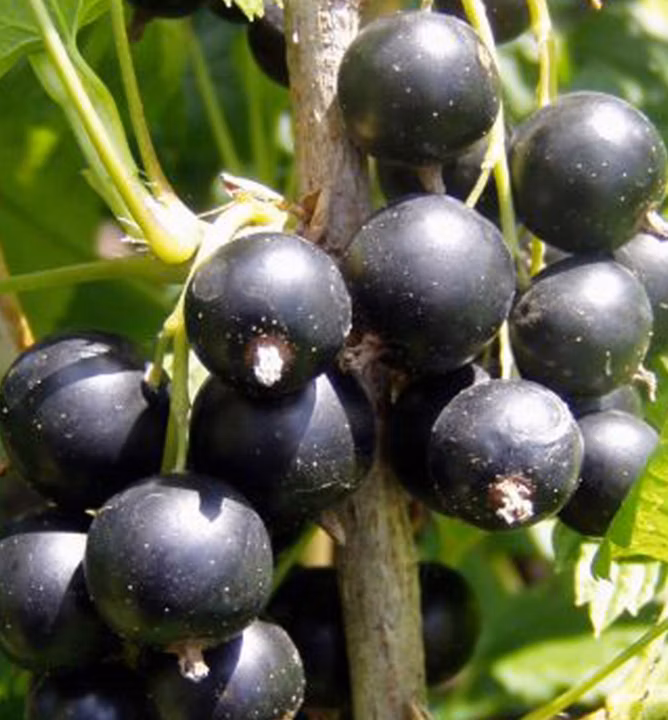 eeace0905ea71ff5730f4078eefec6ac