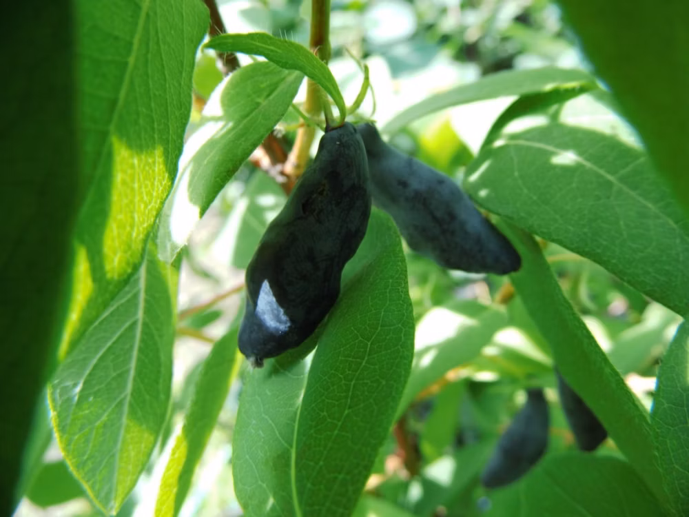 eeb3b54b5d0cf09c7e42226041729c0c