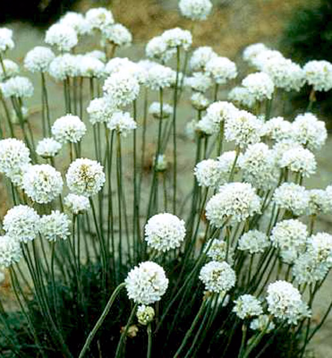 eec6dfe7b14cfb221de51bf832cb92d4