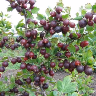 eec78f4cb495c7189e48e57e29961366