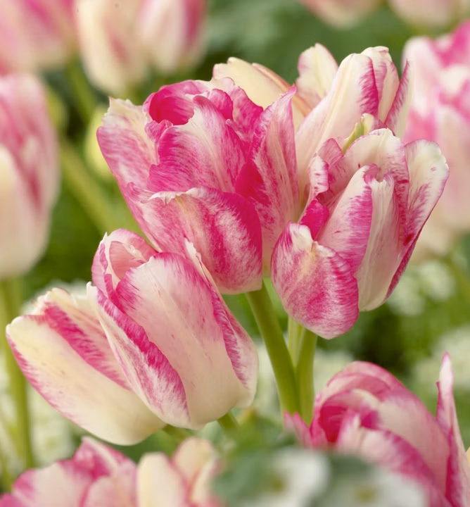 ef0f427c7233d4bef4c61638e1d67e4f