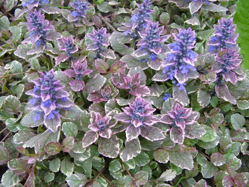 ef10a80b7d3828f01b96513cb6cab915