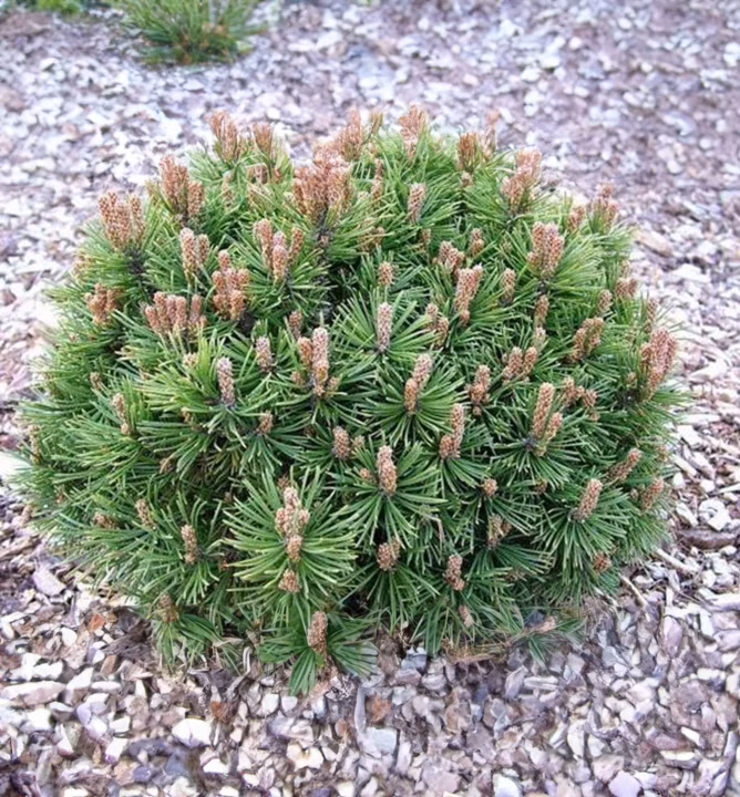 ef85932a35687227b87a1d85982289ec