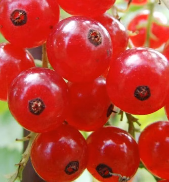 efe431991bf2d1fbfbb8093dceb008d3