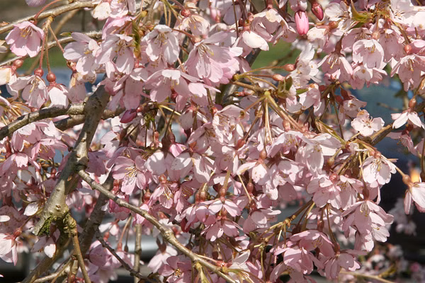 f008b8d96e0a00b0b17bf3b386fd1445