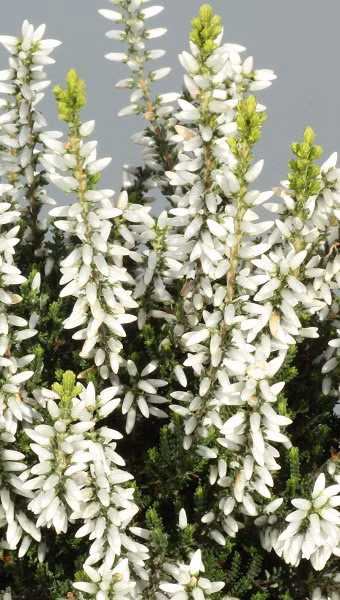 f01bf8c7f2c9c197ba2c0f4ed34aaf50