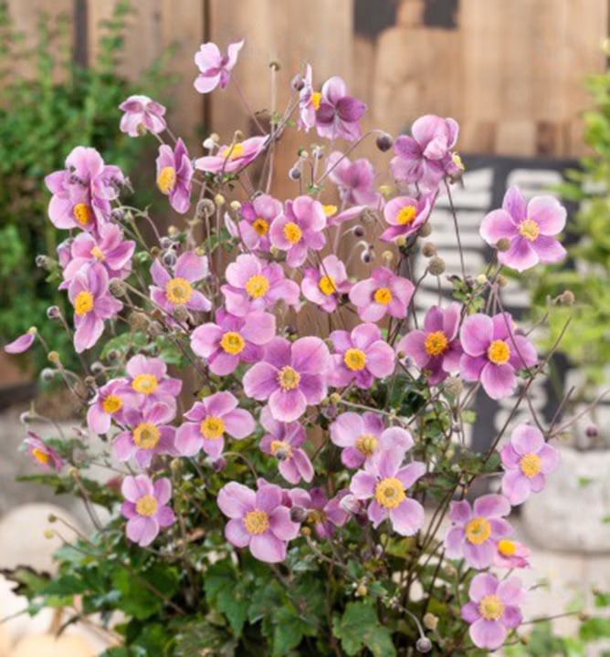 f07dfbfc23796ac64698e15855ebcc46