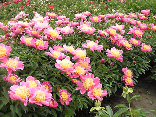 f0ad0d1d21f4260207c93365df850228