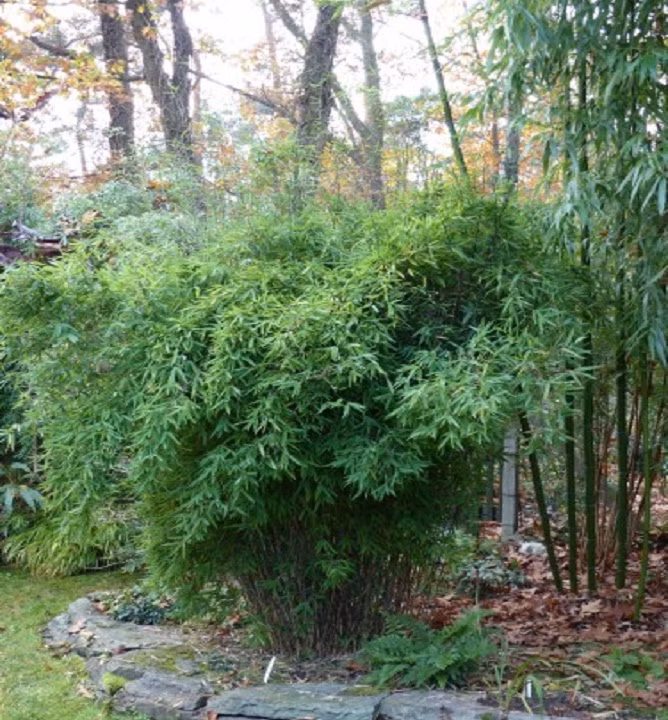 f0b6bad57dc3ed323250db0c29ff52c2