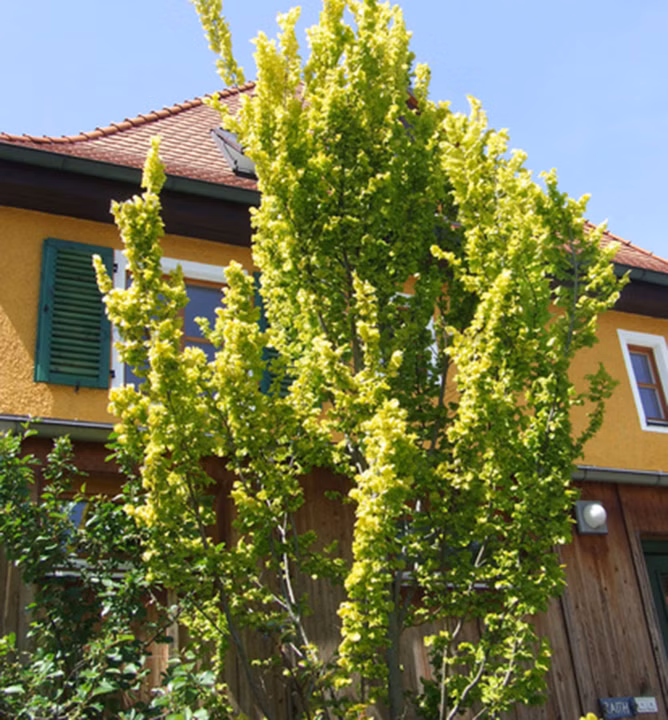 f0c2932ac818c94394502dcf25c72ea3