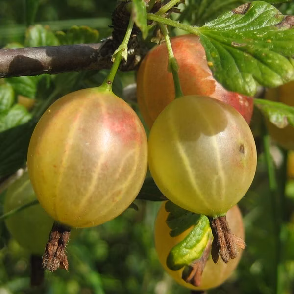 f12b5a51f8c37ab70197c58c209a5fdb