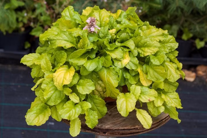 f1499d8312dd768b47289db4ac91b07f