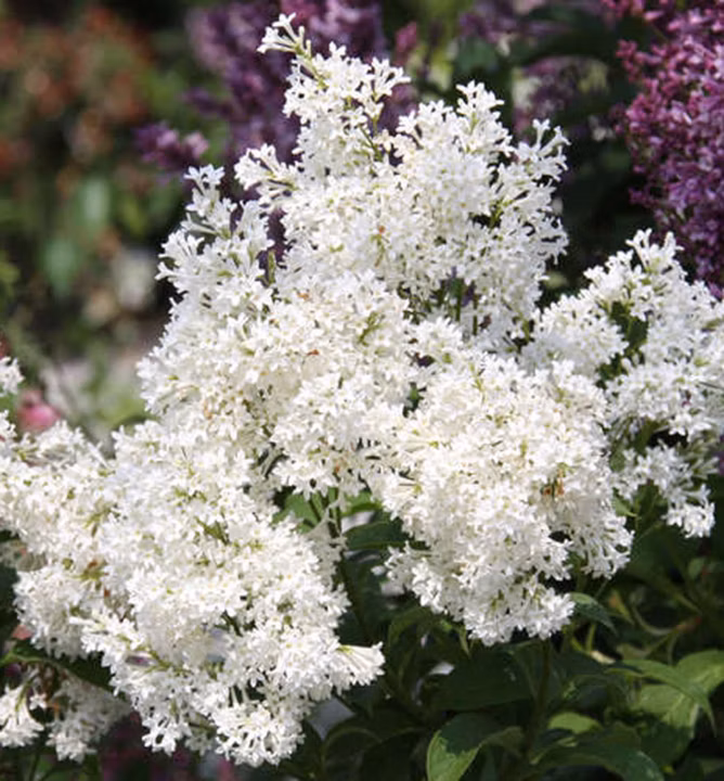 f1a3ac88eafc4983bd4d97eb325b7c2f