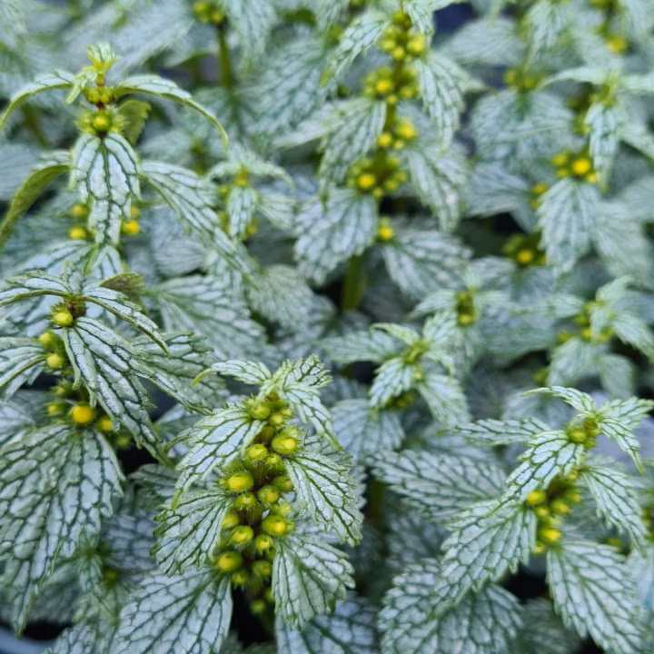 f1a3c406f7a827cc75b31154805a7acd