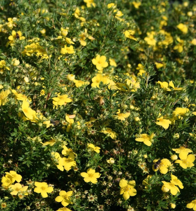 f1a7238b469cc2800dd6f131b29d41b4