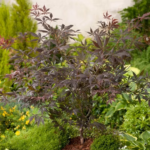 f1d0530a568a4cc6e3a90bd1cb51cb5a