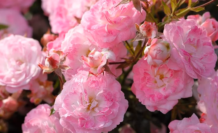 f1d9a7d1679ad1d03ec334147048c4a4