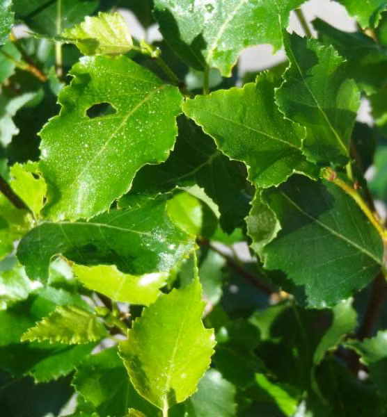 f1dc0bb2d0c0f238ccf19dbfecc13d6e