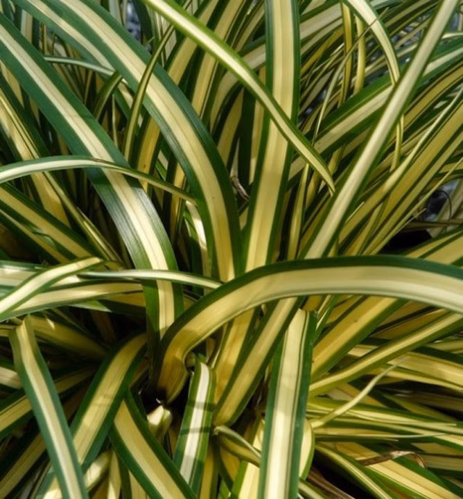 f1fb86e26c31ae427c143fd1c42f5dfc