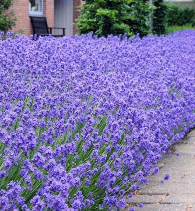 f24c6b8c421ac6b84505b98063081f6b