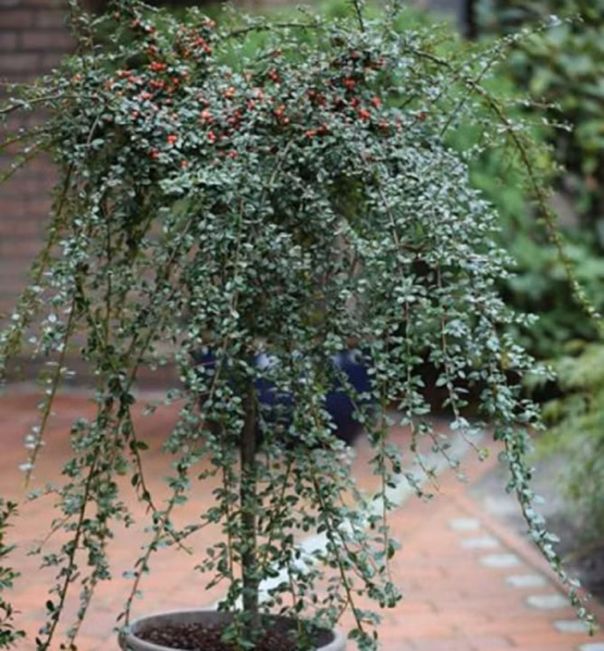 f26a7c999dc8f510215e96d984e1a456