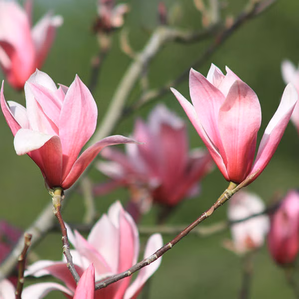 f2746919e3bfb3b5f464af1337a0e628