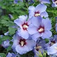 f2769d229c4c451a3bebf7d91fa0ce10