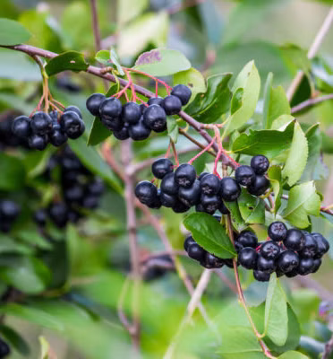 f2a9176e3419877aeed79fbde3a5fbef