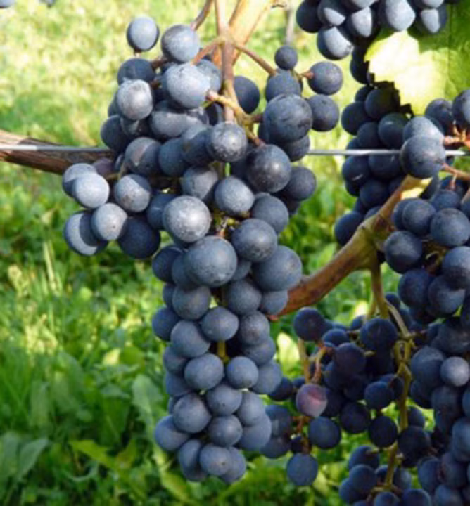 f2ca19ea740e27fac39dcf2e53259595