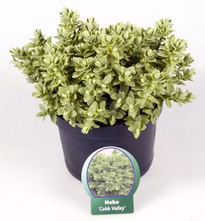 f2ee070cac27ae1ca15d1c2f2859657b