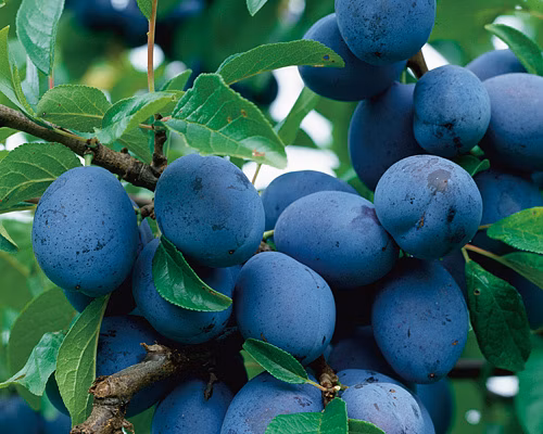 f31d24d89ce4863f40e6db7d0549beb2