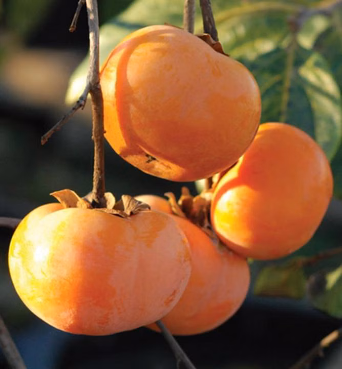 f32762c09ad12695ee3e8dd967c687cf