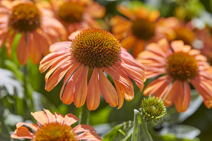 f34597c6199d4a132f86f389ef143957