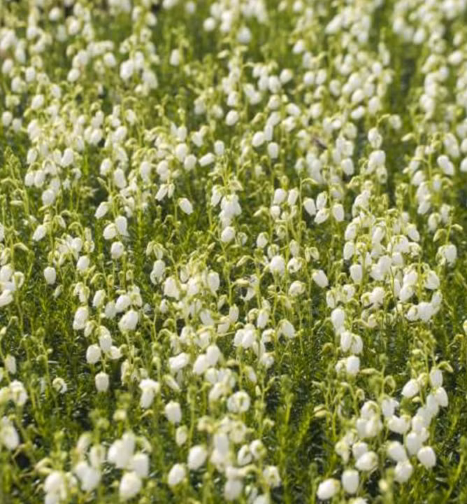 f36aaca63d629806861b8160db77152b