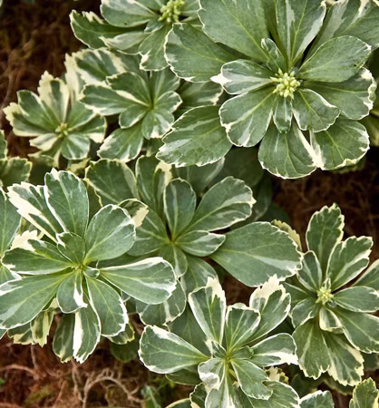 f37b9410e35ed60156fdaff5a3d5cacd